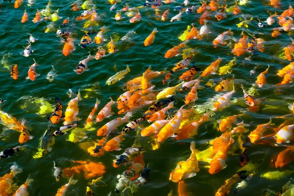 Ikan koi berenang di kolam renang — Stok Foto