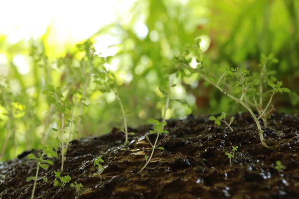 Croissance des jeunes arbres — Photo