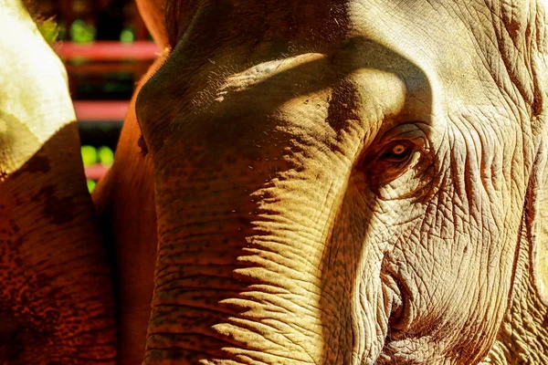 Close up photo of elephant face