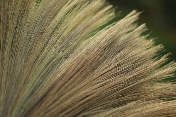 Broom close up texture abstract background — Stock Photo, Image