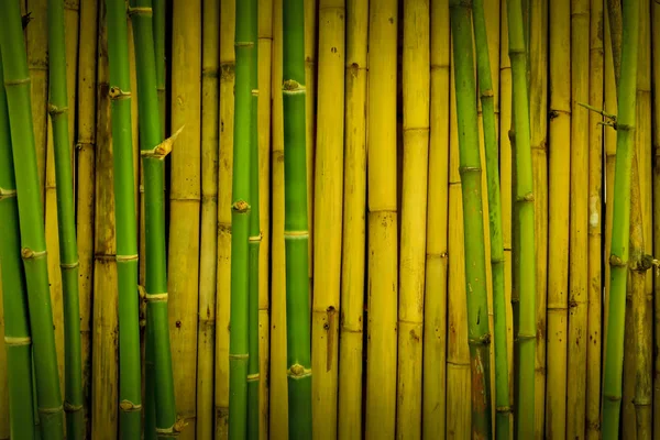 Verde y marrón amarillento de la pared de bambú — Foto de Stock