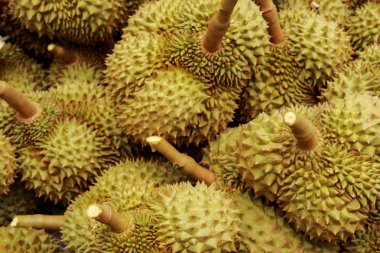 Durian : kremsi posa içeren oval dikenli tropikal meyve. 