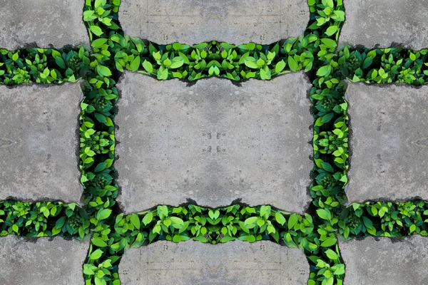 Zielone liście w betonowej ścianie — Zdjęcie stockowe