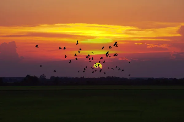 Por do sol e do campo verde arroz, Tailândia — Fotografia de Stock