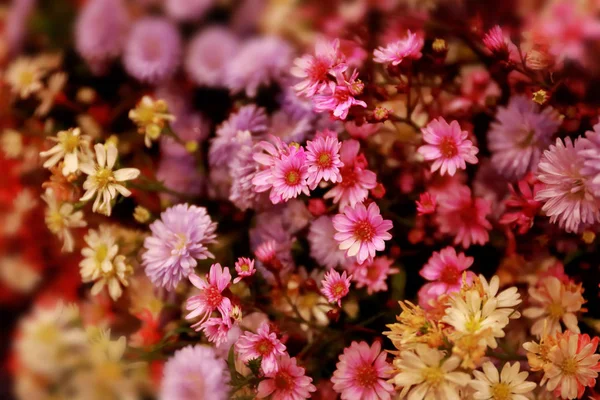 Blomster blomstrer og roser i bakgrunnen – stockfoto