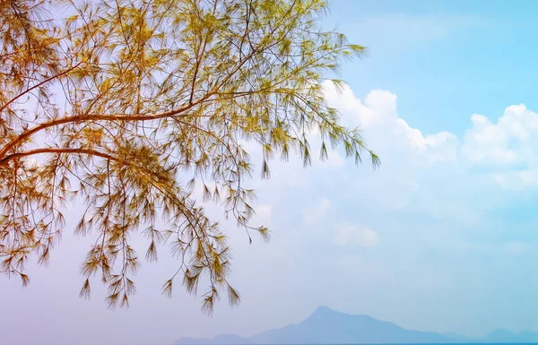 Rama de árbol y el paisaje típico de fondo marino — Foto de Stock