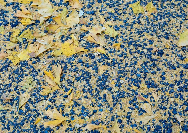 Ginkgo lascia sul pavimento — Foto Stock