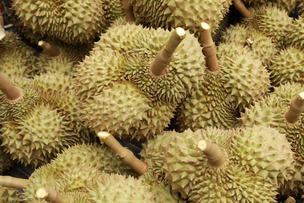 Durian: owalne kolczaste owoce tropikalne zawierające kremową miąższ. — Zdjęcie stockowe