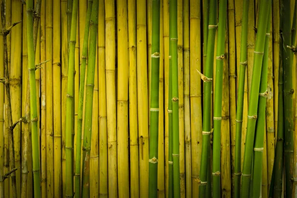 Zelená a žlutavě hnědá z bambusové stěny — Stock fotografie
