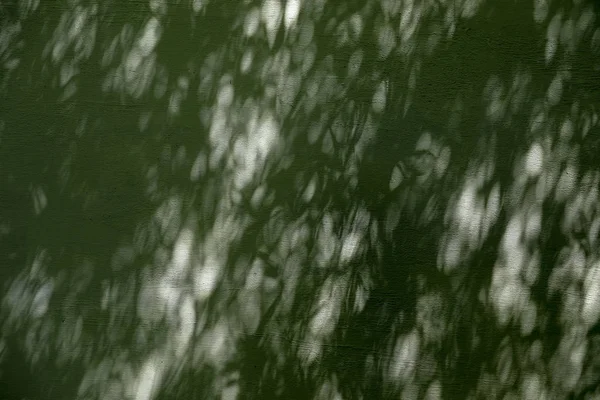 Sombra de folhas no concreto para fundo — Fotografia de Stock