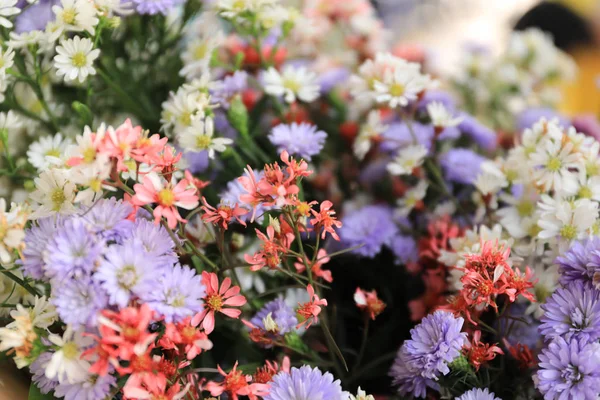 Fleurs fleurissent et rose pour fond — Photo