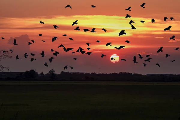 Tramonto Campo Riso Verde Thailandia — Foto Stock