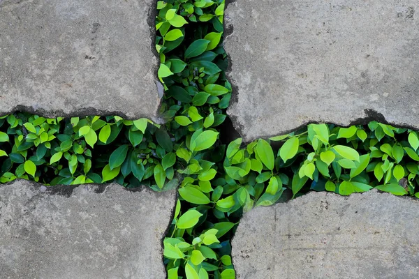 Folhas verdes na parede de concreto — Fotografia de Stock