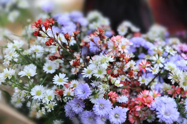 Fleurs fleurissent et rose pour fond — Photo