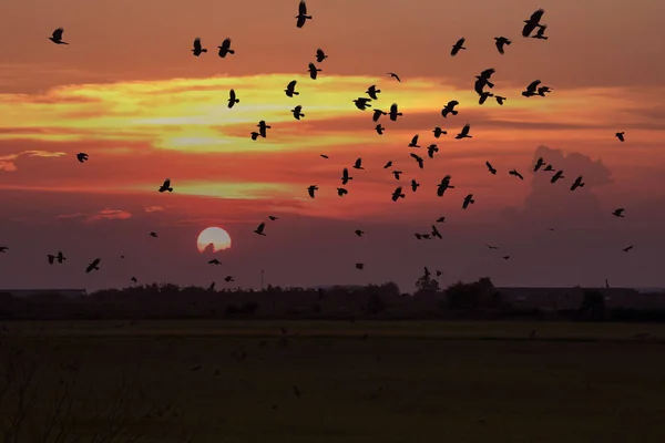 Tramonto e il campo di riso verde, Thailandia — Foto Stock