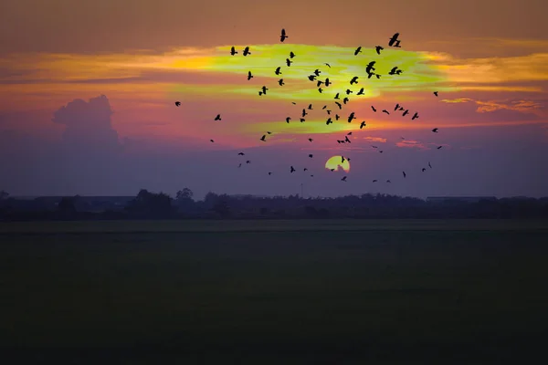 Por do sol e do campo verde arroz, Tailândia — Fotografia de Stock