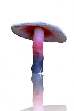 Beyaz arka planda izole mantar renkli