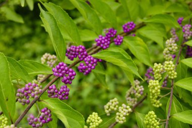 beautyberry ağacı veya Amerikan beautyberry (Callicarpa americana) 