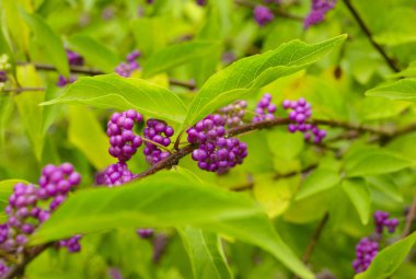 beautyberry ağacı veya Amerikan beautyberry (Callicarpa americana) 