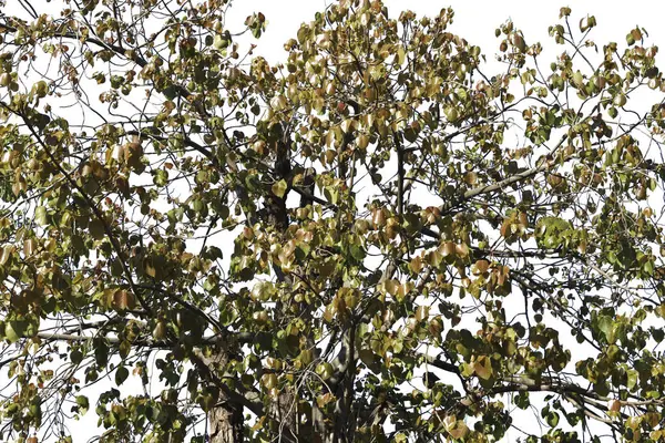 Beyaz arkaplanda Bo yaprağı izole edildi.