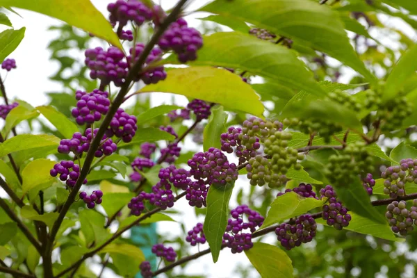 beautyberry ağacı veya Amerikan beautyberry (Callicarpa americana) 