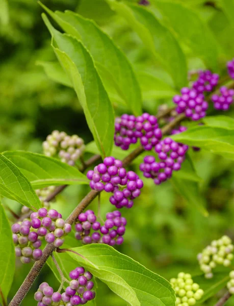 beautyberry ağacı veya Amerikan beautyberry (Callicarpa americana) 