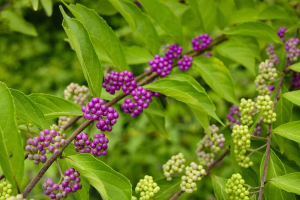 beautyberry ağacı veya Amerikan beautyberry (Callicarpa americana) 