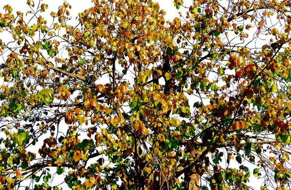 Bo foglia isolata su sfondo bianco — Foto Stock