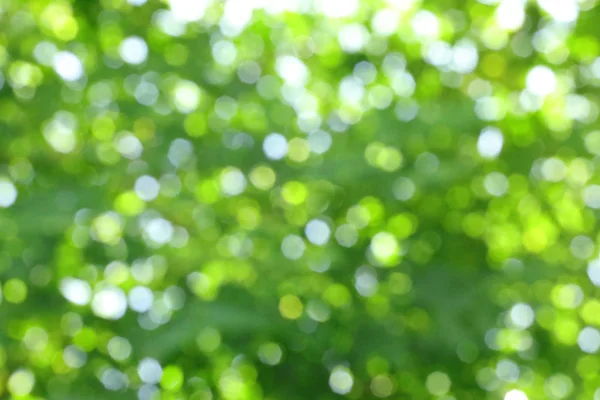 Размытый зеленый круговой bokeh причиной размягчения солнечного света через — стоковое фото