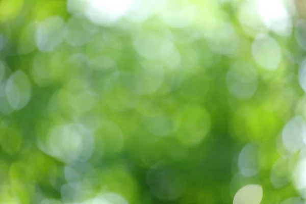 Размытый зеленый круговой bokeh причиной размягчения солнечного света через — стоковое фото