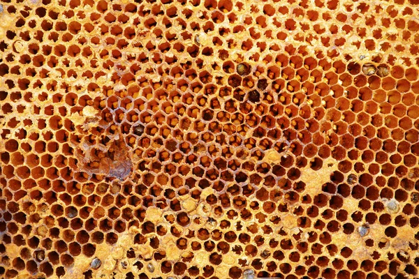 Oude honingraat textuur patroon achtergrond — Stockfoto