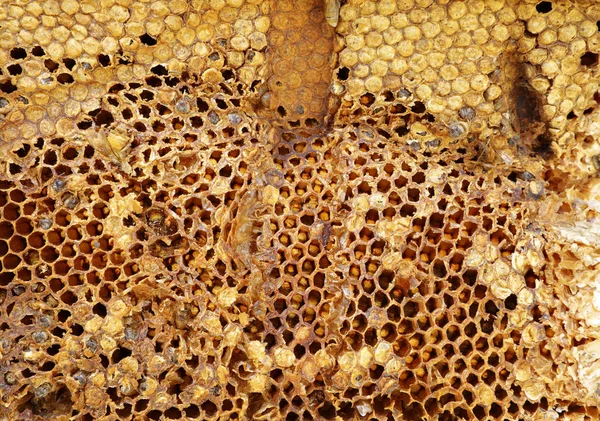 Oude honingraat textuur patroon achtergrond — Stockfoto