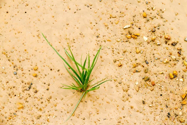 La hierba crece sola como un concepto de negocio que comienza a desarrollarse — Foto de Stock