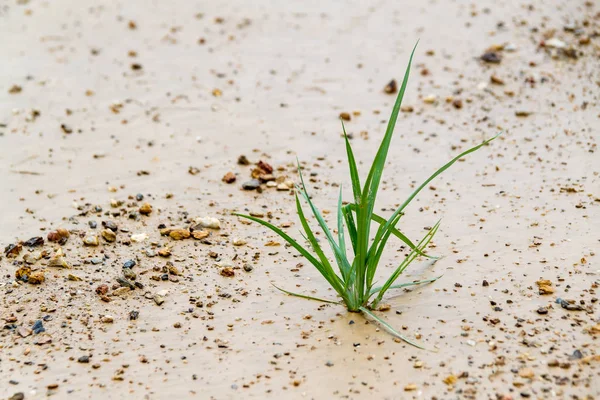 The grass grows up lonely as a business concept starting develop