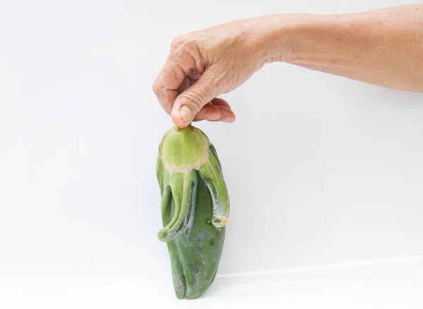 La papaye, patte de scie forme bizarre dans la main humaine — Photo