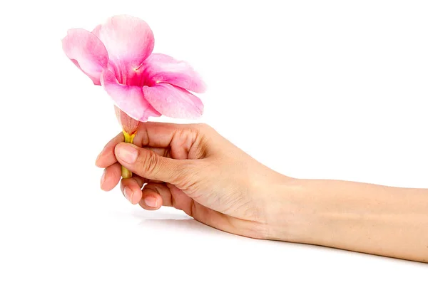 Main de femme avec fleur rose sur fond blanc — Photo