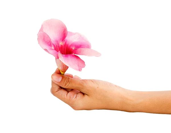 Kvinna hand med rosa blomma på vit bakgrund — Stockfoto