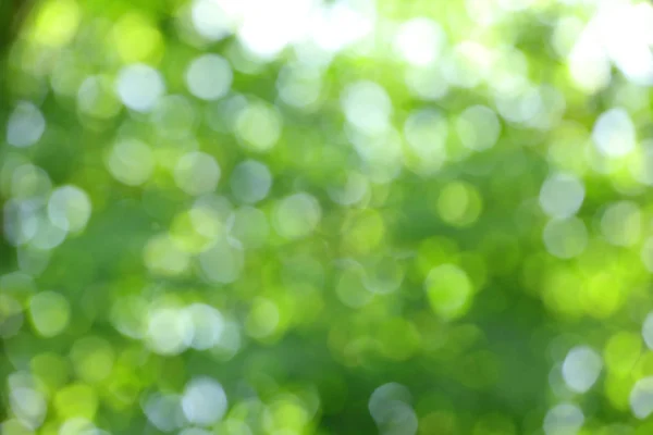 Verschwommenes grünes kreisförmiges Bokeh Ursache der Defokussierung des Sonnenlichts durch Stockfoto
