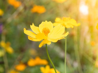 güzel sarı çiçek