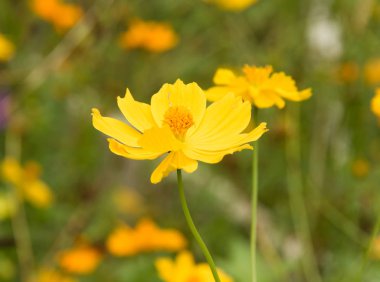 güzel sarı çiçek