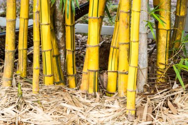 Sarı bambu