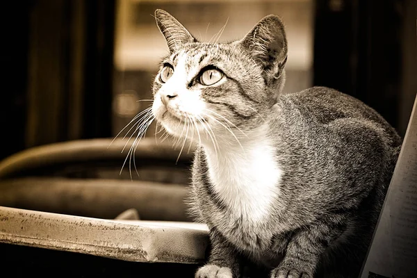 Gato gris sentado y mirando hacia arriba — Foto de Stock