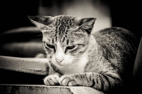 Close-up portrait of sad lonely cat