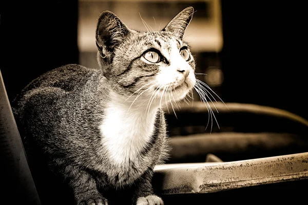 Gato gris sentado y mirando hacia arriba — Foto de Stock