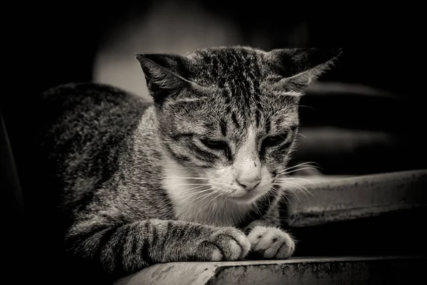 Close-up portrait of sad lonely cat