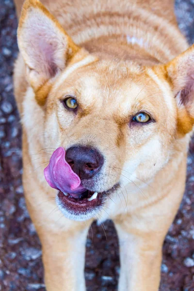 Dog licking tongue close up