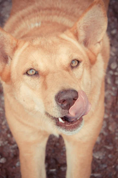 Cão lambendo a língua fechar — Fotografia de Stock