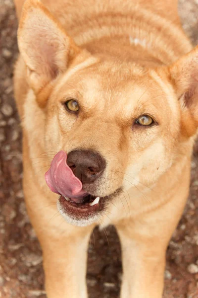 Cão lambendo a língua fechar — Fotografia de Stock