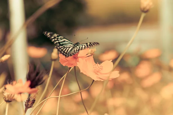 Beautiful butterfly on the flower — Stock Photo, Image