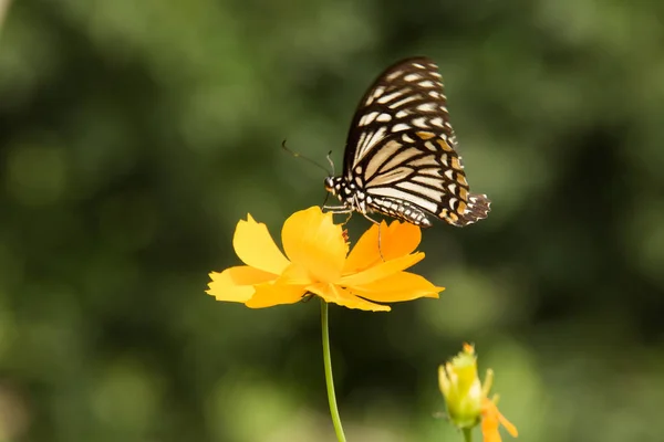 Beau papillon sur la fleur — Photo